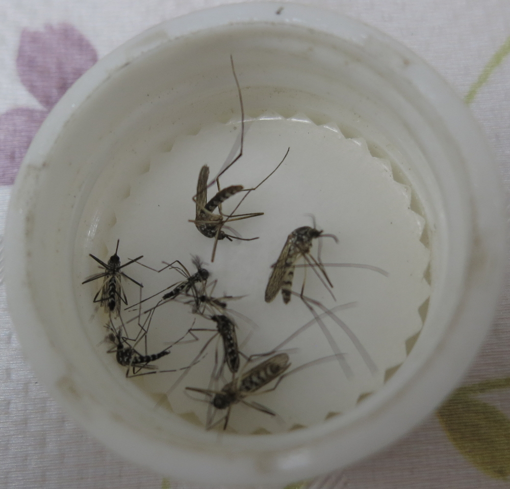 現地調査で捕獲した蚊