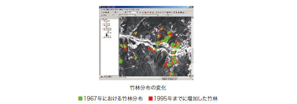 竹林分布の変化