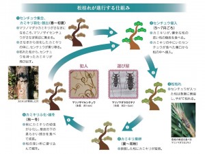 松枯れが進行する仕組み