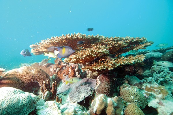 アラブ首長国連邦と湾岸地域で最大のサンゴ礁であるRas Ghanada