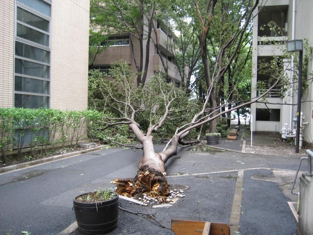 2007 年 9 月 7 日 18 号館東通路のケヤキ