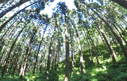 森林分野