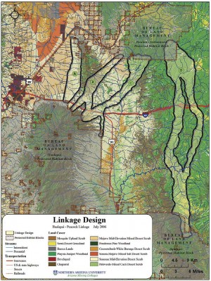 アリゾナ州フアラパイ山とピーコック山間のエリアをつなぎ多様な生物の交流を図る。