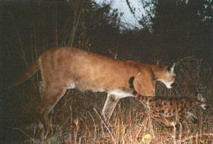 カリフォルニア州オレンジカウンティにあるキャスパー荒野公園内のクーガー母子。この写真は自動撮影カメラで撮影された。(Donna Krucki撮影)