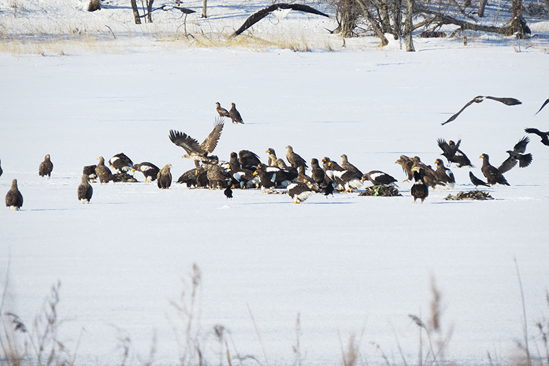 ワシとカラスの密集地