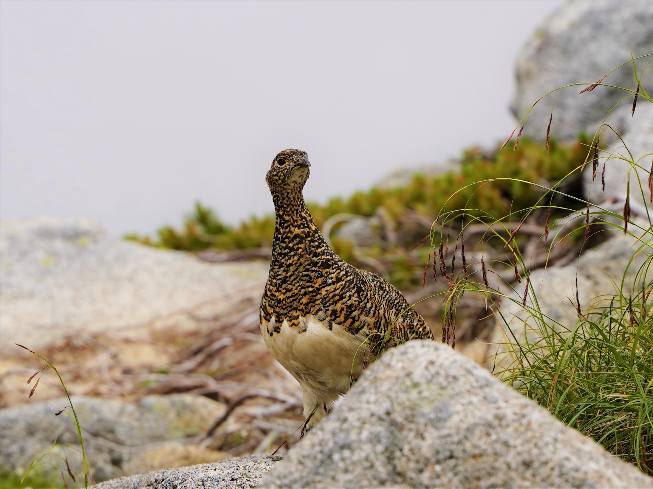 自然の岩山にいるライチョウの写真