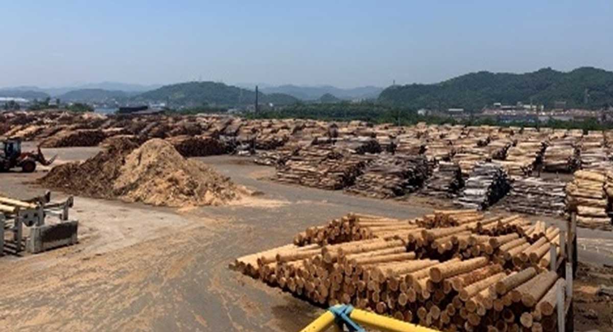 原木市場内の木材