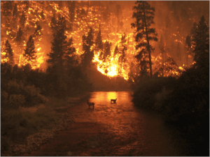 衛星画像を使用した焼け跡の評価のイメージ