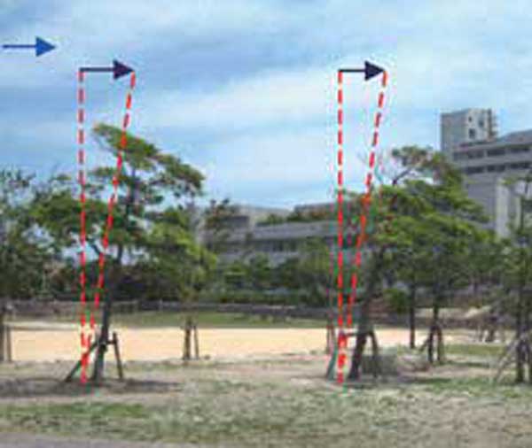 図3 強風で傾斜する樹木