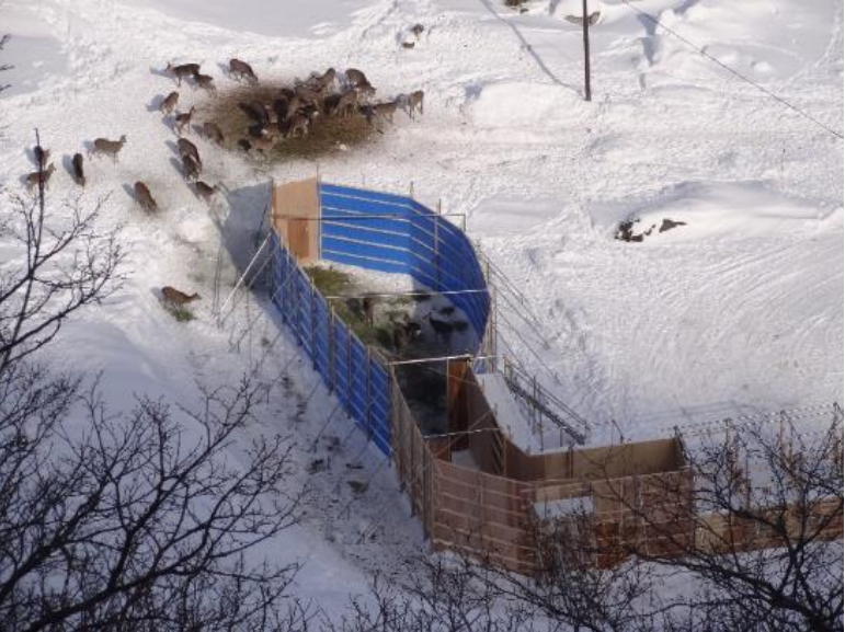 エゾシカ囲いわなの全景