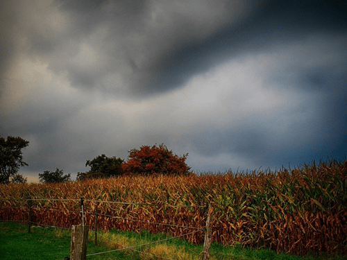 ArcGIS Pro で衛星画像を使用してトウモロコシ畑のひょうによる被害を評価するのイメージ