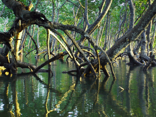 ディープ ラーニングを使用したマングローブの分類のイメージ