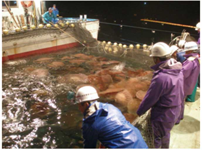 定置網に入網した大型クラゲの排出作業の様子。
漁師の手によって、１つずつクラゲを網から出さなくてはならない。