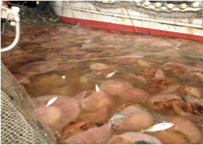 大型クラゲにより漁獲物の表面が傷ついてしまう。