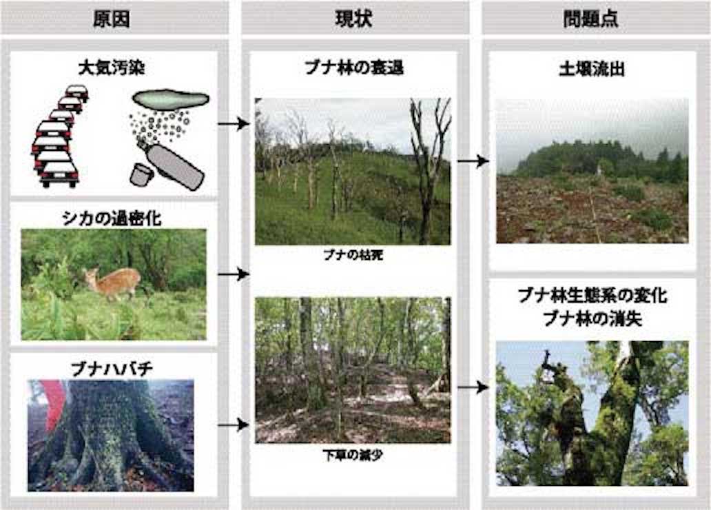ブナ林の衰退原因