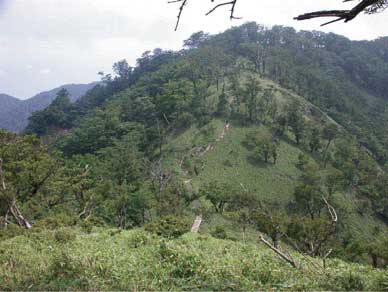 ブナ林の草地化