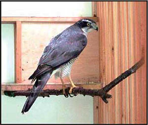 希少猛禽類の一種オオタカ