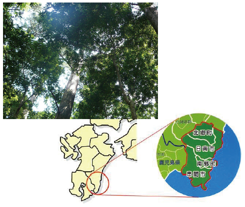 飫肥杉と南那珂森林組合管内