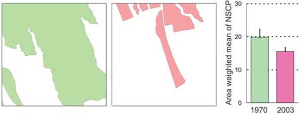 図4: 1970年(左)および2003年(中)における採草地のパッチ形状とそれらの面積加重平均NSCP値(右)。2003年においてパッチの縁が直線的になったためNSCPの値が低くなっている。