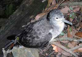 写真提供：国立植地研究所 高橋 晃 准教授