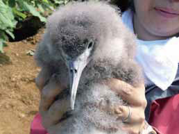 オオミズナギトリを理解して地域活性化へ