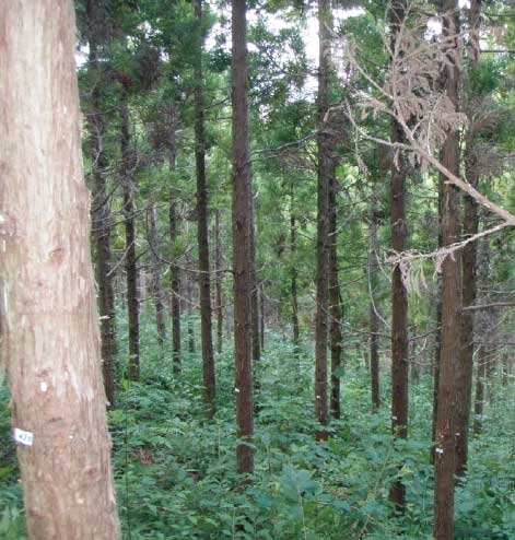 間伐された杉林