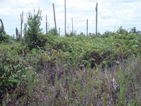 森林・泥炭火災の跡地 1997年発生