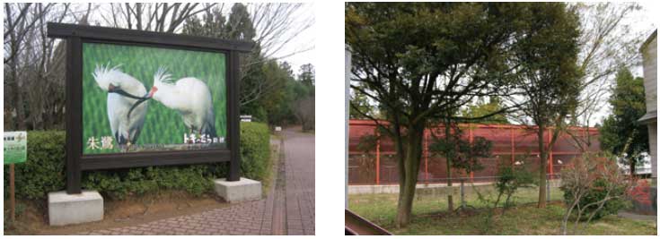 佐渡トキ保護センター