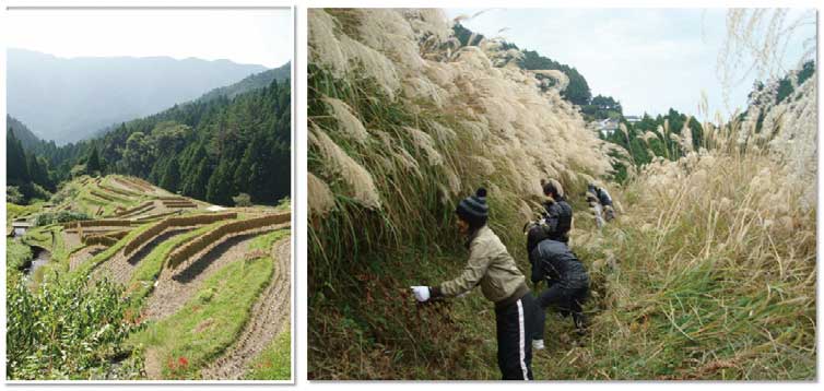図4 上勝町樫原地区の棚田と学生による下草刈り作業