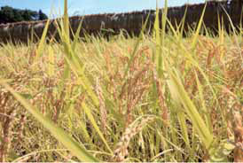 農業共済事業について