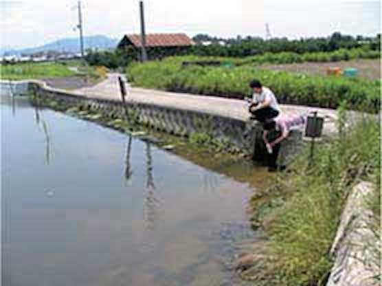 工サキアメンボ調査風景