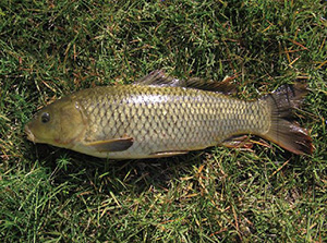 水産資源を襲った感染症。GIS によるリスクの可視化で蔓延を防ぐ。