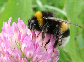 セイヨウオオマルハナバチ
画像提供者 / 東京大学保全生態学研究室