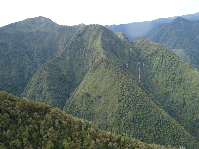 パプアニューギニアの森林（提供 JICA）