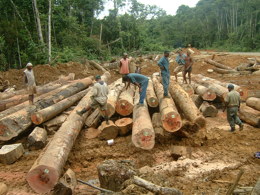 伐採現場の様子