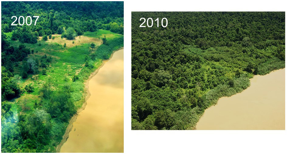 植林により回復しつつある森林