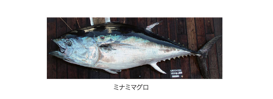 ミナミマグロ