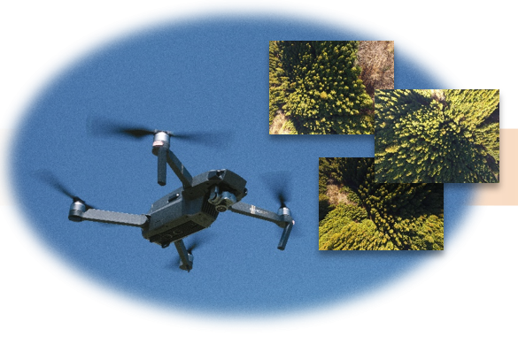 ドローンを利用した森林調査とデータ管理