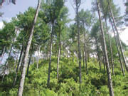 よみがえった人工林
作：林業家　内田健一