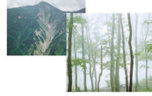 土砂災害が進む大崩沢（左）と美しいブナ林（右）