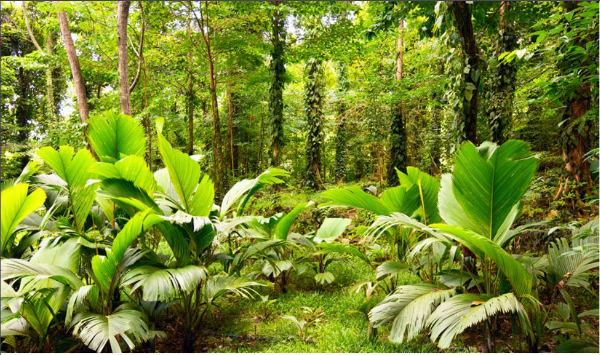 日用消費財メーカー Natura（ナチュラ）のイメージ