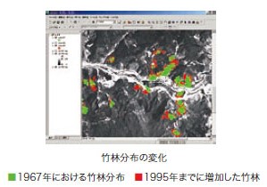 竹林分布変化の把握