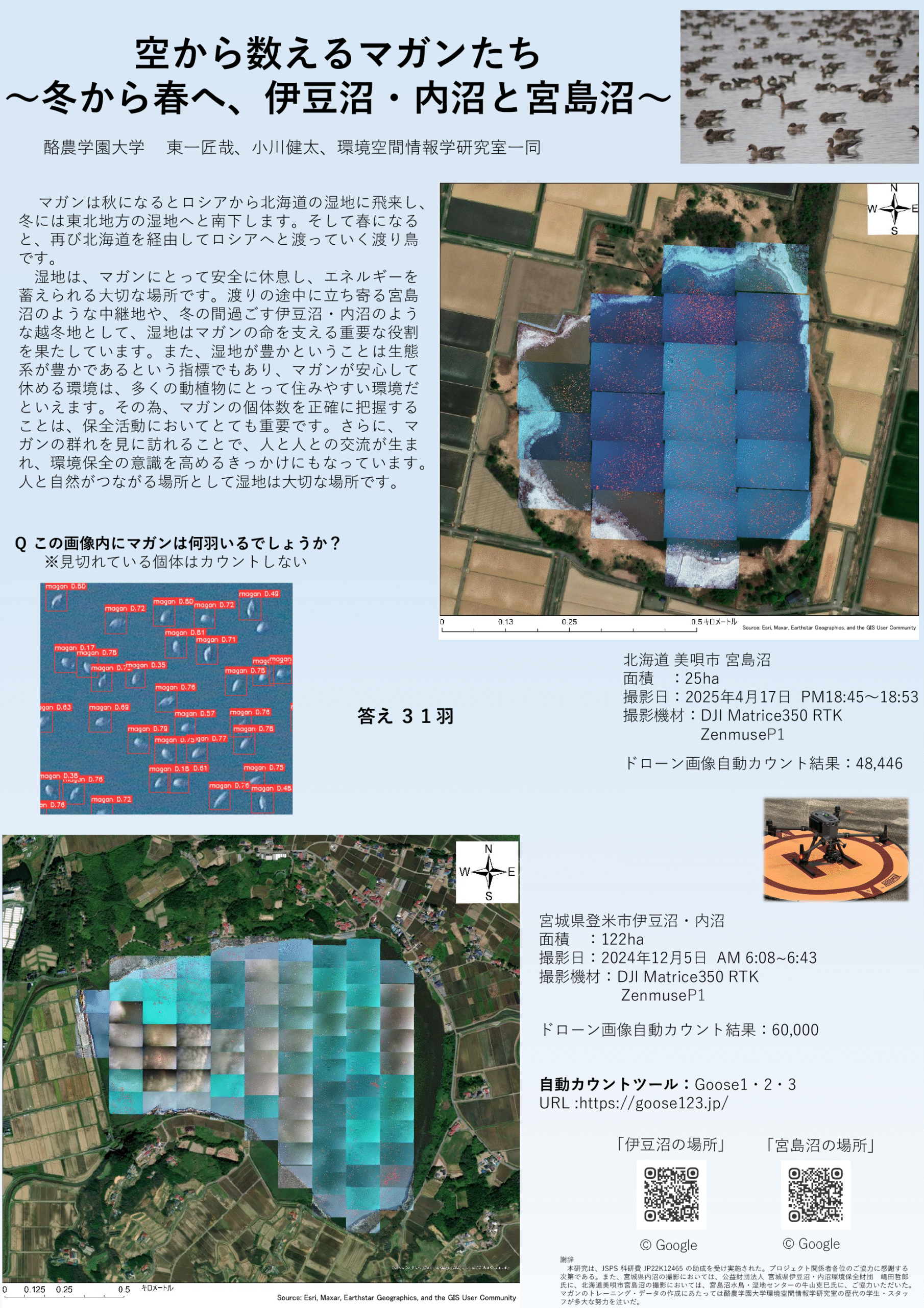 伊豆沼と宮島沼の空から数えるマガンたち ～冬から春へ、伊豆沼・内沼と宮島沼～