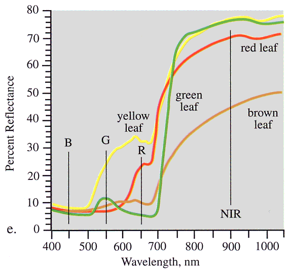 植物のスペクトル反射特性