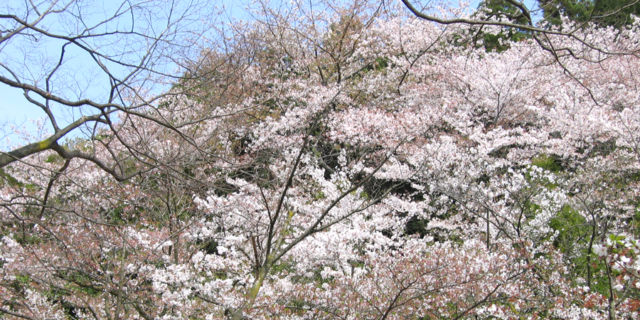 畷八景　〜飯盛桜〜