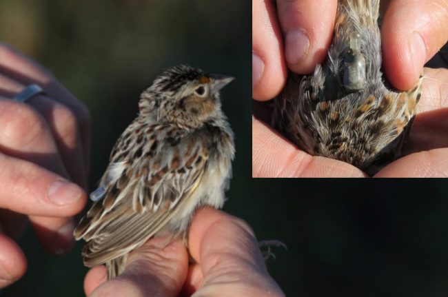 鳥の体重の 3% 以下の極小ジオロケーターを装着する