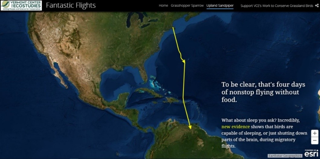 南へ向かうマキバシギの飛行ルート