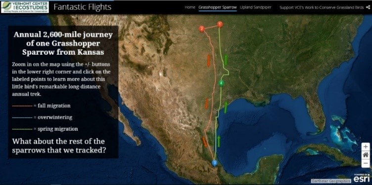 イナゴヒメドリは年間 2,600 マイル（4,100 キロ）も旅をする