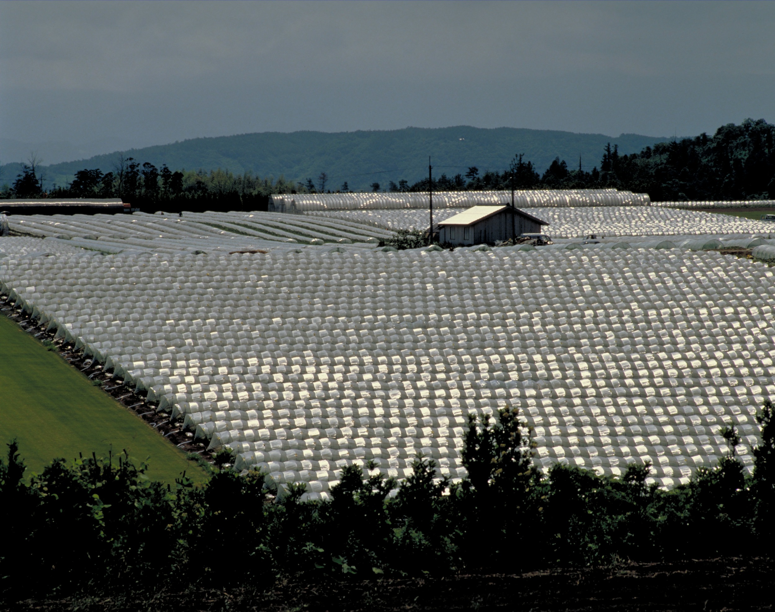 大栄スイカのハウス