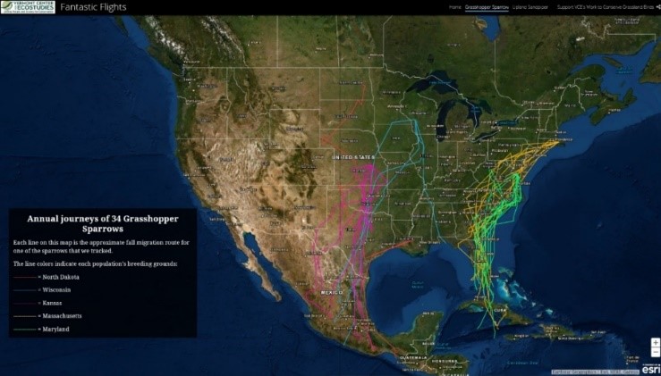 34 羽のイナゴヒメドリの渡り状況。それぞれの繁殖地ごとに色分けしている